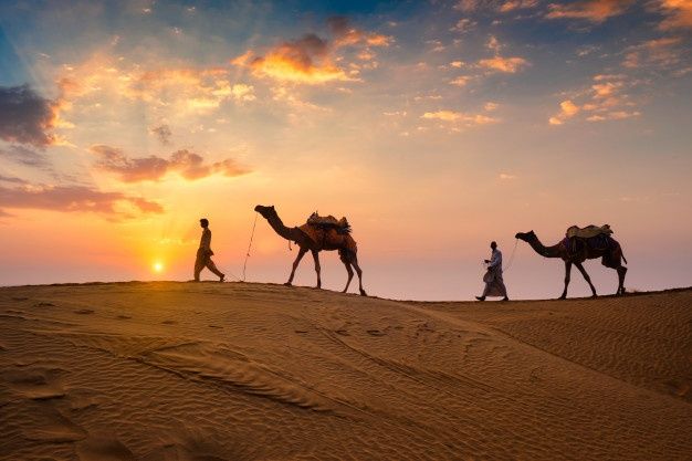 Premium Photo _ Indian cameleers bedouin with camel silhouettes in sand dunes of thar desert on sunset